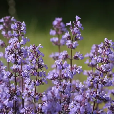Obrázek produktu pro 6 x kočičí máta bastard  - Nepeta faassenii 'Blue Wonder'  | Květináč 9 cm x 9 cm