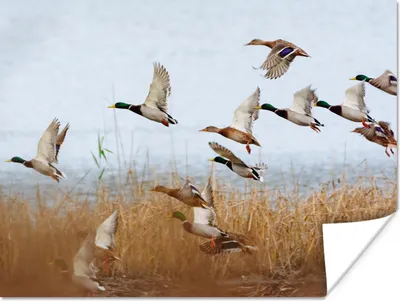 Produktbild von MuchoWow® Poster Ente - Vogel - Schilf - Wasser - Enten 160x120 cm - Foto Plakat