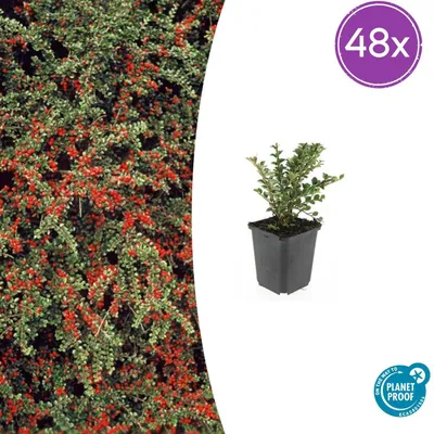 Produktbild von Cotoneaster horizontalis - Bodendecker - Winterhart - Pflegeleicht - 48 Pflanzen - Höhe 10-25 cm - Ø 9 cm