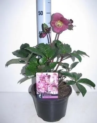 Obrázek produktu pro 6 x Helleborus hybr. 'Anna's Red' - Čemeřice - květináč 9 x 9 cm