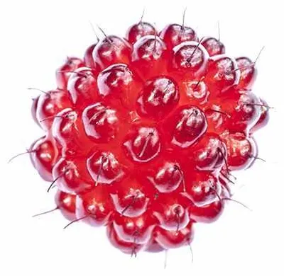 Produktbild von Japanische Weinbeere - Rubus Phoenicolasius P9 30-35 cm