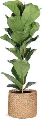 Produktbild von Kammerpflanze - Violett Ficus - Innendekoration - Verzweigte Ausführung - 120 cm - Grün