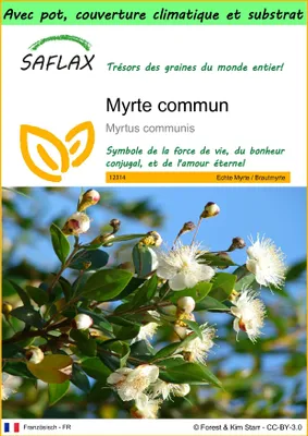 Image de SAFLAX Garden to go - Myrte commun - 30 graines - Myrtus