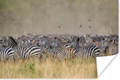 Produktbild von MuchoWow® Poster Gejagte Zebras 120x80 cm - Bilder