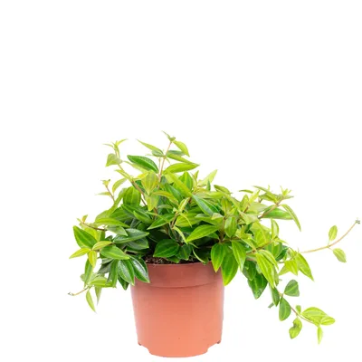 Produktbild von Zwergpfeffer Mix Smit-Sortiment - pflegeleichte Zimmerpflanze, Peperomia - Höhe ca. 12-15 cm, Topf-Ø 10,5 cm