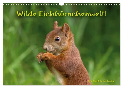 Produktbild von Wilde Eichhörnchenwelt! (Wandkalender 2027 DIN A3 quer), CALVENDO Monatskalender
