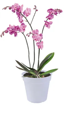 Obrázek produktu pro elho green basics orchid 17cm, Květináč, Volně stojící, Polypropylen (PP), Průhledná, Kulatý, Vnitřní/venkovní