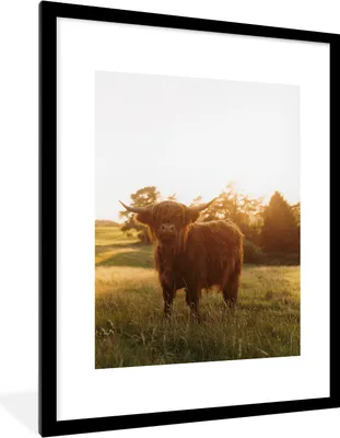 Produktbild von MuchoWow® MuchoWow® Gerahmtes Poster Schottisches Hochlandrind - Gras - Sonne 60x80 cm - Poster mit zchwarzem Bilderrahmen - Wohnzimmer - Dekorationen - Prämie
