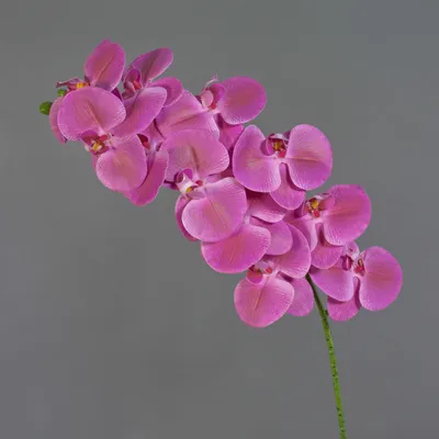 Produktbild von artplants.de Kunst Zweig Phalaenopsis Orchidee XURI, pink, 100cm - Künstlicher Orchideenzweig