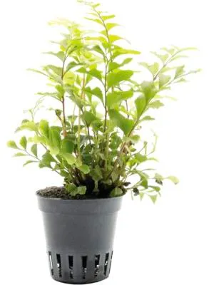 Produktbild von Terrariumpflanze DENNERLE PLANTS Baumfarn / Lederschildfarn - Didymochlaena truncatula