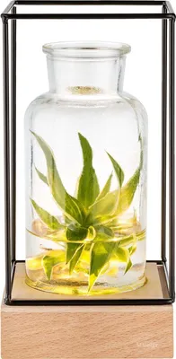 Image de Vase Gadgy Gadgy avec éclairage LED - Lampe-vase - Vase en verre avec lampe - Cadeau pour la fête des Mères - Culture hydroponique - Fonctionne à piles - Lampe de table - Ø 11 cm