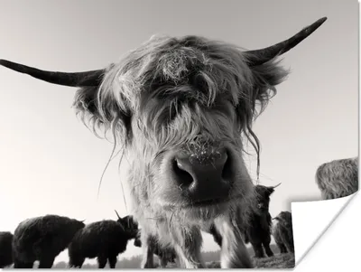 Produktbild von MuchoWow® Poster Schottischer Highlander - Schwarz - Weiß - Tiere 160x120 cm - Foto Plakat