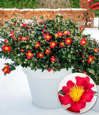 Produktbild von BALDUR Garten Winterblüher Kamelie 'Yuletide',1 Pflanze