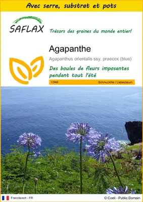 Image de SAFLAX Ensemble de culture - Agapanthe - 50 graines - Agapanthus