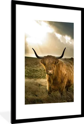Produktbild von MuchoWow® Gerahmtes Poster Schottischer Hochländer - Sonne - Gras 60x90 cm - Poster mit Schwarzem Bilderrahmen Wandposter Rahmen Foto Bilder - Dekoration - Wandposter Wohnzimmer - Hochwertig