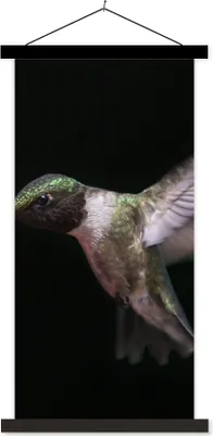 Produktbild von MuchoWow® Textilposter Kolibri - Vogel - Federn 40x80 cm mit schwarzem Rahmen - Wandemalerei