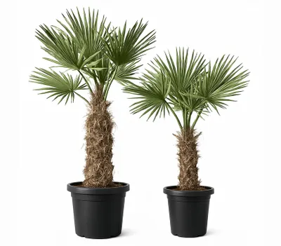 Produktbild von 2 Stück im Set Trachycarpus fortunei dicke Stämme Hanfpalme, winterharte Palme bis -19°C