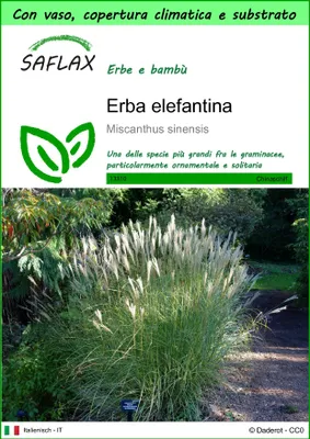 Immagine prodotto di SAFLAX Garden to go - Erba elefantina - 200 semi - Miscanthus