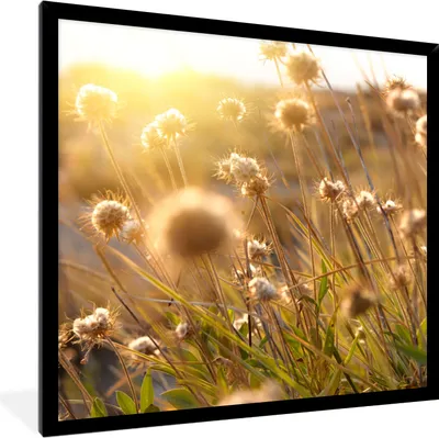 Produktbild von MuchoWow® Gerahmtes Poster Pflanzen - Natur - Blumen - Sonne - Horizont 40x40 cm - Poster mit Schwarzem Bilderrahmen Wandposter Rahmen Foto Bilder - Mit Rahmen - Wanddekoration Schlafzimmer
