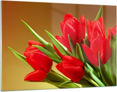 Produktbild von Bilder auf glas - Tulpen Blumen Feld Plantage - 120x80cm - Glasbilder - Wandbilder - Kunstdruck - zum Aufhängen bereit - Wanddekoration aus Glas - Glas Bilder - Wandbild auf Glas - GAA120x80-0962
