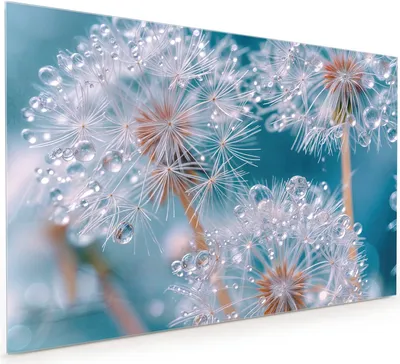 Produktbild von Küchenrückwand Spritzschutz Glas mit Motiv Wassertropfen Pusteblume 40 x 40 cm