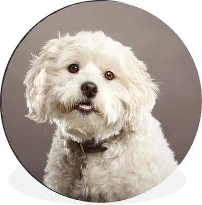 Produktbild von MuchoWow® Aluminium Wandkreis Malteser Hund Porträt Ø 60 cm Wanddeko Modern Wohnzimmer - Wand Kreis - Wandbild - Schlafzimmer - Aluminium Bild - Kinderzimmer - Wohnzimmer Dekoration - Wandschmuck