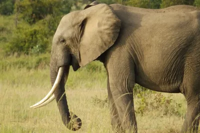 Produktbild von hansepuzzle 75601 - Elefant Puzzle, 2000 Teile, Tierwelt, 90,0 x 60,0cm mit hochwertiger Aufbewahrung, Kartonbox und wiederverschließbarem Beutel