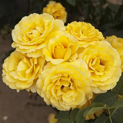 Immagine prodotto di Rosen Pflanzen Gialle - 1 pianta - Perenni resistenti al freddo - Vere rose profumate provenienti dall'Olanda - adatte per giardino e vasi (non semi, non artificiali)