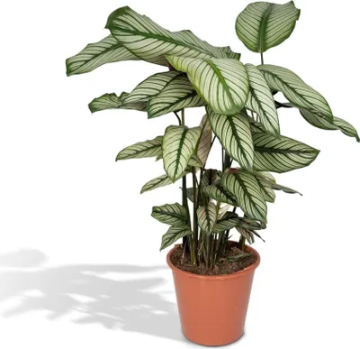 Immagine prodotto di Calathea Whitestar – Ø 19 cm x H 50 cm – Pianta d'appartamento tropicale dalle foglie vivaci – Purifica l'aria e richiede poca cura – In vaso