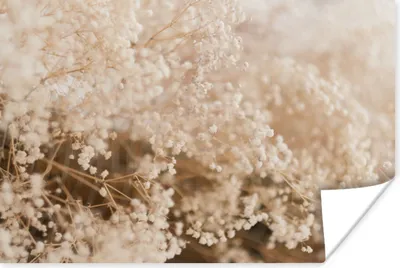 Produktbild von MuchoWow® Poster Pampasgras - Pflanze - Natur 60x40 cm - Schlafzimmerdekoration