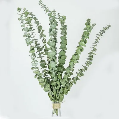 Produktbild von Getrocknete Eukalyptus-Zweige 15 Stück 45cm für Dekoration & Aromatherapie