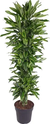 Zdjęcie produktu dla Everyplants Dracaena Golden Coast rozgałęziona - 170 cm, Ø 34 cm