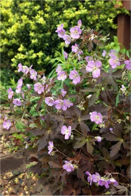 Produktbild von Stauden Gänge 3 x Geranium maculatum 'Espresso' - Dunkelblättriger Storchschnabel - Eine besondere Staude für besondere Gärten