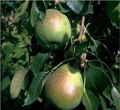 Produktbild von Alexander Lucas Birnenbaum - Buschbaum Topfballen (Versandzeit: ganzjährig)
