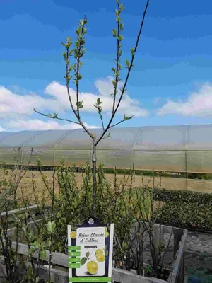 Produktbild von Prunus domestica 'Reine Claude d'Oullins' 100-120 cm -  Pflaume - Pflaumenbaum