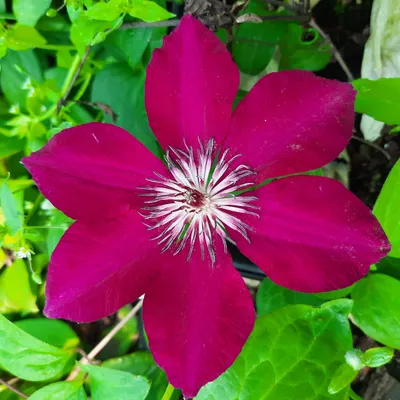 Obrázek produktu pro Clematis Perida 2L