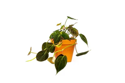 Obrázok produktu pre Gardners Philodendron scandens Micans, priemer 12 cm