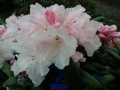 Produktbild von Rhododendron yakushimanum x makinoi - Ball-Rhododendron - 25-30cm