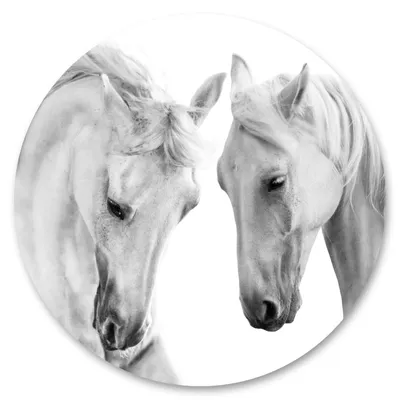 Produktbild von Sticker Kreis weiße PFERDE Porträt Natur Tiere für Wohnzimmer Schlafzimmer Wanddekoration Wandtattoo 100 cm x 100 cm
