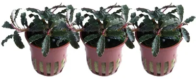 Produktbild von Aquarium Pflanze 3 Stück Bucephalandra Kedagang Wasserpflanze Tropica Nr.139B Set