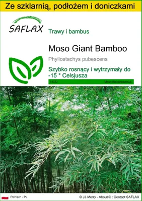 Zdjęcie produktu dla SAFLAX - Zestaw do uprawy - Moso Giant Bamboo - 20 Nasiona - Z mini szklarnią, podłożem uprawowym i 2 doniczkami - Phyllostachys pubescens