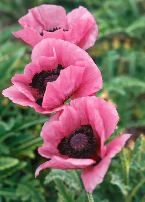 Produktbild von Papaver orientale 'Raspberry Queen', Türkischer Mohn, rosa, ca. 11x11 cm Topf