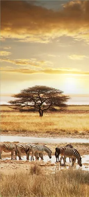 Produktbild von Türtapete Türposter Safari in Afrika  eine Herde Zebras am Wasser - Größe: 93 x 205 cm