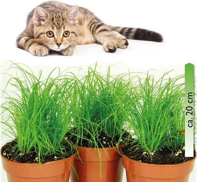Produktbild von Cyperus zumula, im 12er Topf, Katzengras, Höhe ca. 20cm, 3er Set