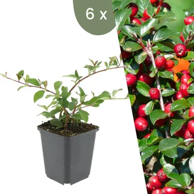 Produktbild von Plants by Frank | 6 Zwergmispel Pflanzen | Cotoneaster Dammeri | Bodendecker | Winterhart | Mehrjährig | Gartenpflanzen