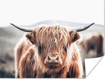 Produktbild von MuchoWow® Poster Schottischer Highlander - Berg - Hoorn 160x120 cm - Foto Plakat