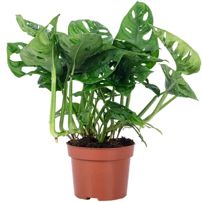 Produktbild von Fensterblatt - pflegeleichte Zimmerpflanze, Monstera 'Monkey' - Höhe ca. 25 cm ,Topf-Ø 12 cm