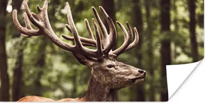 Produktbild von MuchoWow® Poster Hirsch - Natur - Geweih - Wald - Tiere 160x80 cm - Foto Poster