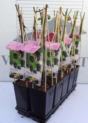 Zdjęcie produktu dla Rubus 'Loganberry Thornless' - Bezkolczasta loganberry | 25 cm w doniczce