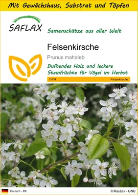 Produktbild von SAFLAX Anzucht Set - Felsenkirsche - Prunus mahaleb - 30 Samen - Mit Mini-Gewächshaus, Anzuchtsubstrat und 2 Töpfen